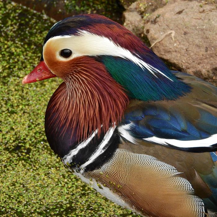Mandarin Drake Cute