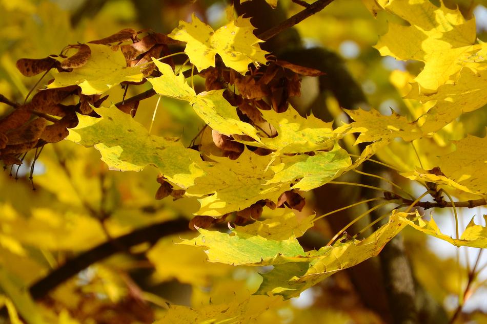 yellow leaves on a tree in the forest