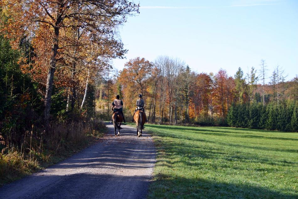 Ride Riding Forest