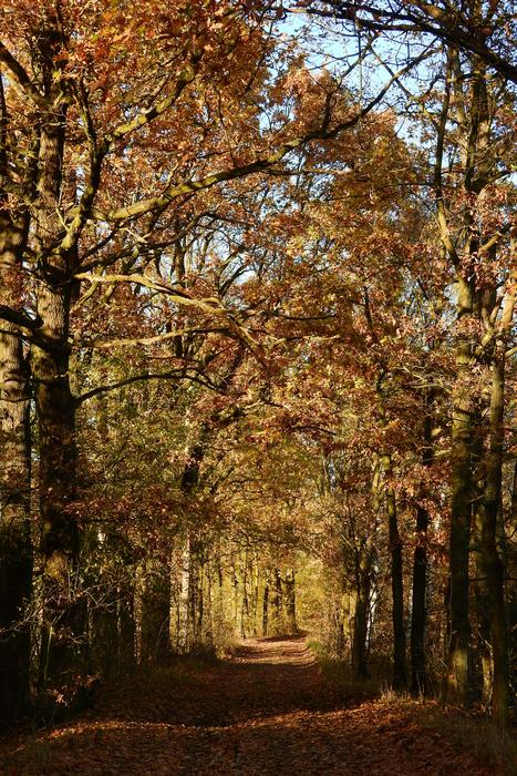 Alley Oaks Path