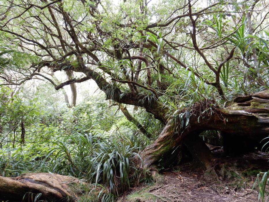 Primary Forest Hiking Reunion island