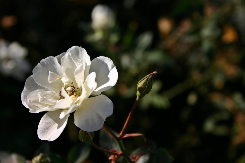 white flower bud in a sunbeam