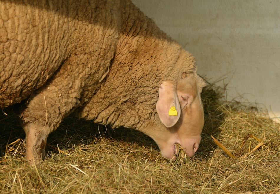 Sheep Livestock Eat