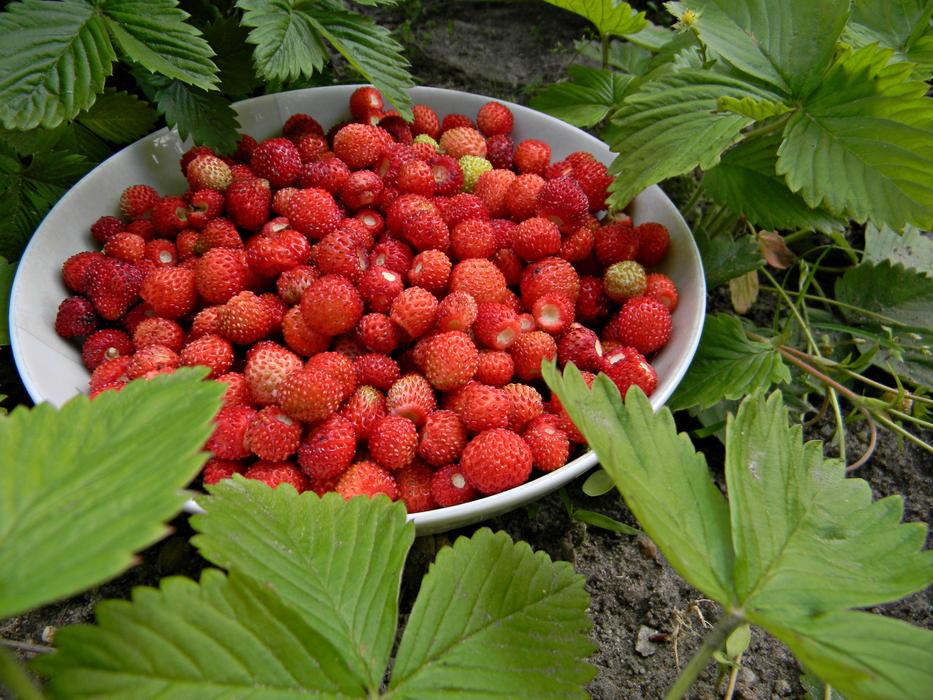 Red Fragaria Vesca Fruit