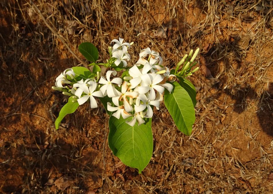 Flower White Wild