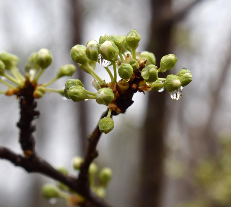 blooming flower in the rain