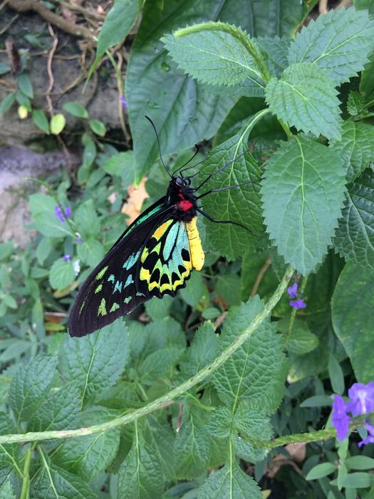 Butterfly bush macro blur