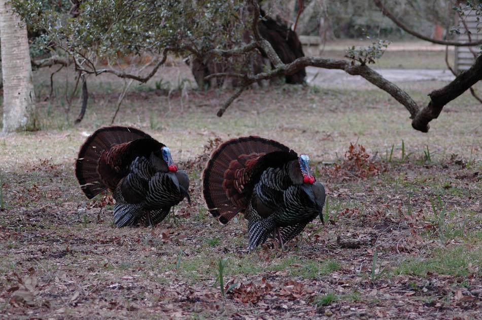 Wild Turkeys Rural Wildlife
