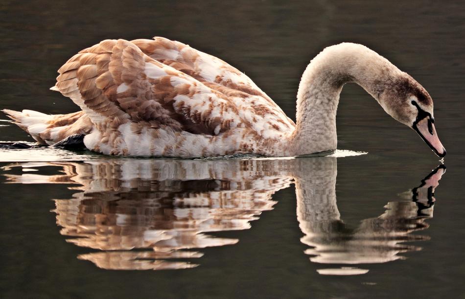 Swan Water White