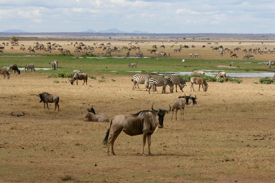 wild animals in africa