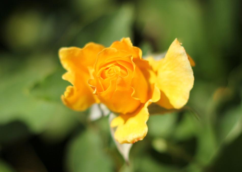yellow fragrant spring flower bud