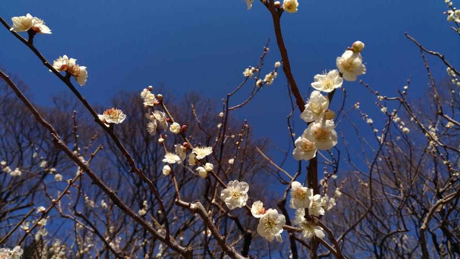 Plum White Flowers Spring