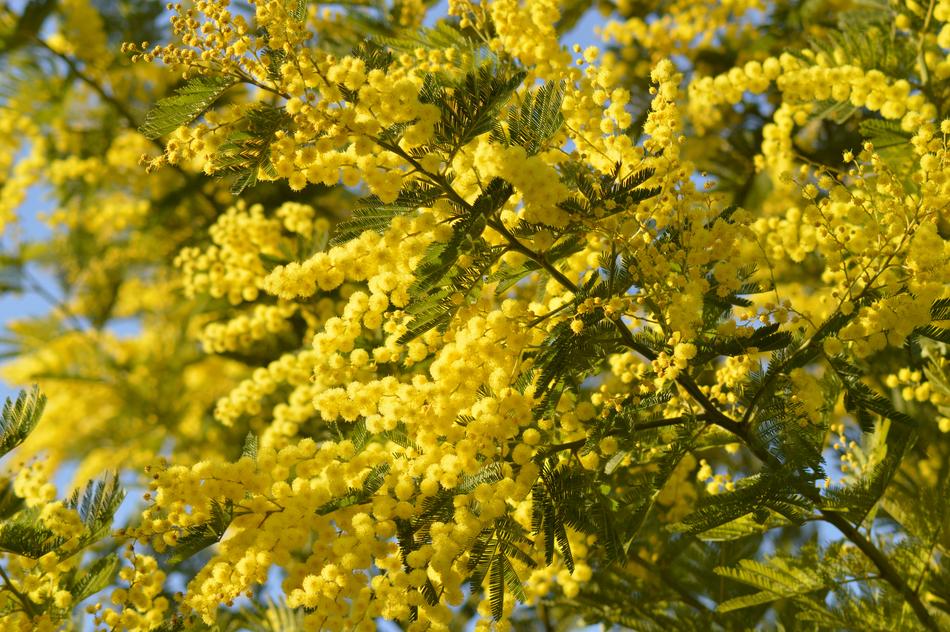 Mimosa Flower Yellow