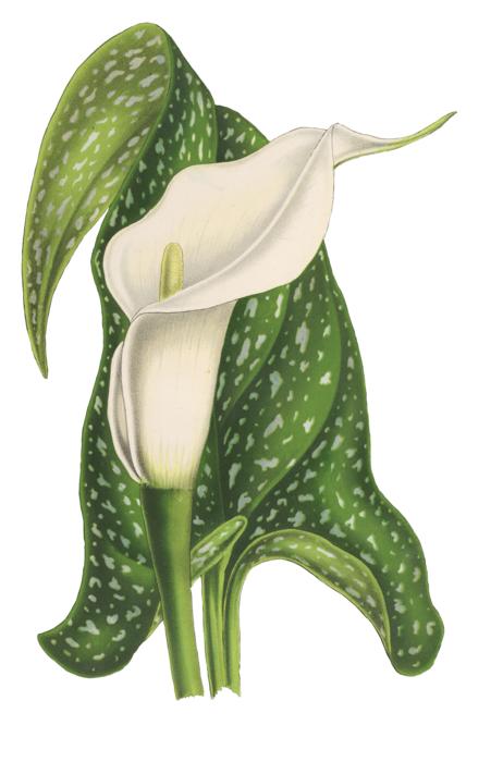 calla flower plant blossom bloom