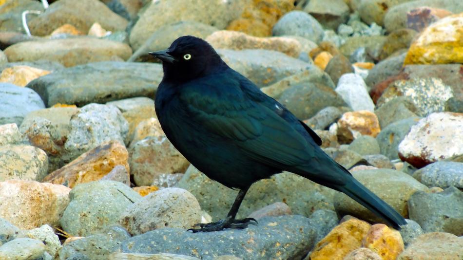 impressively beautiful Black Bird