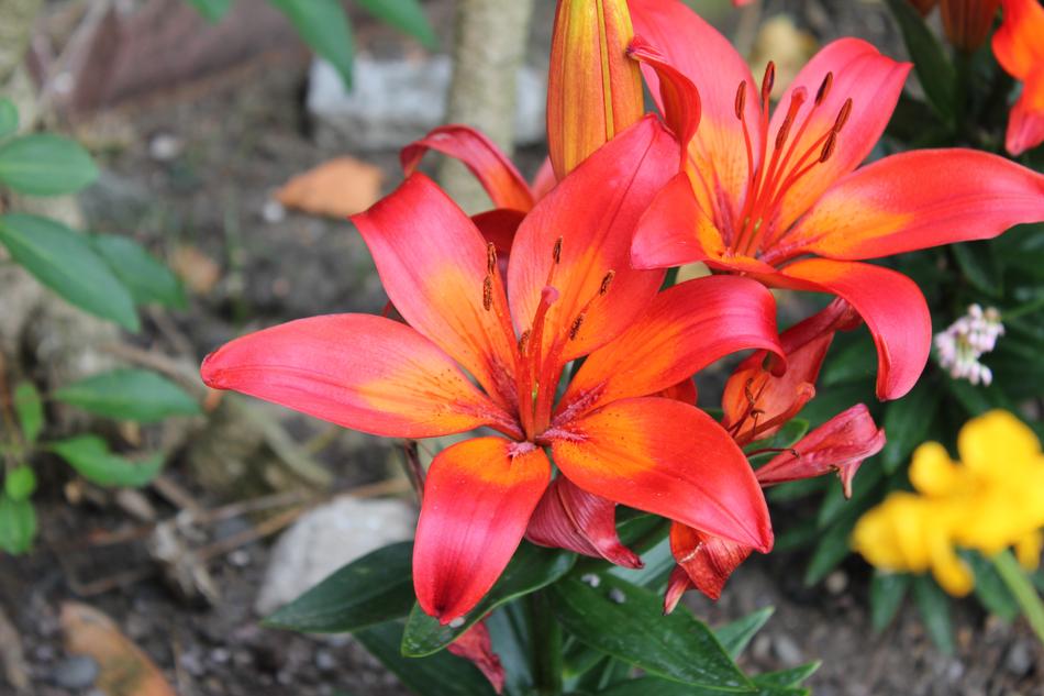 Lily Flower Orange