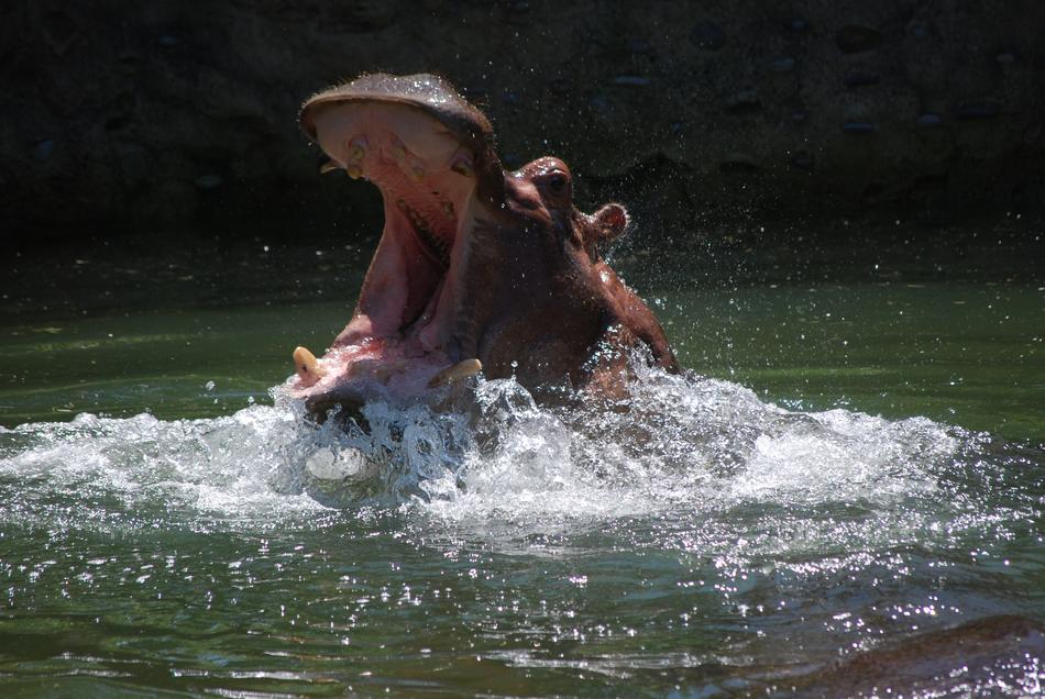 Hippo Zoo Animal