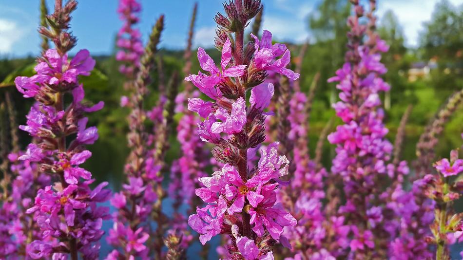 Spring Purple Flowers bush