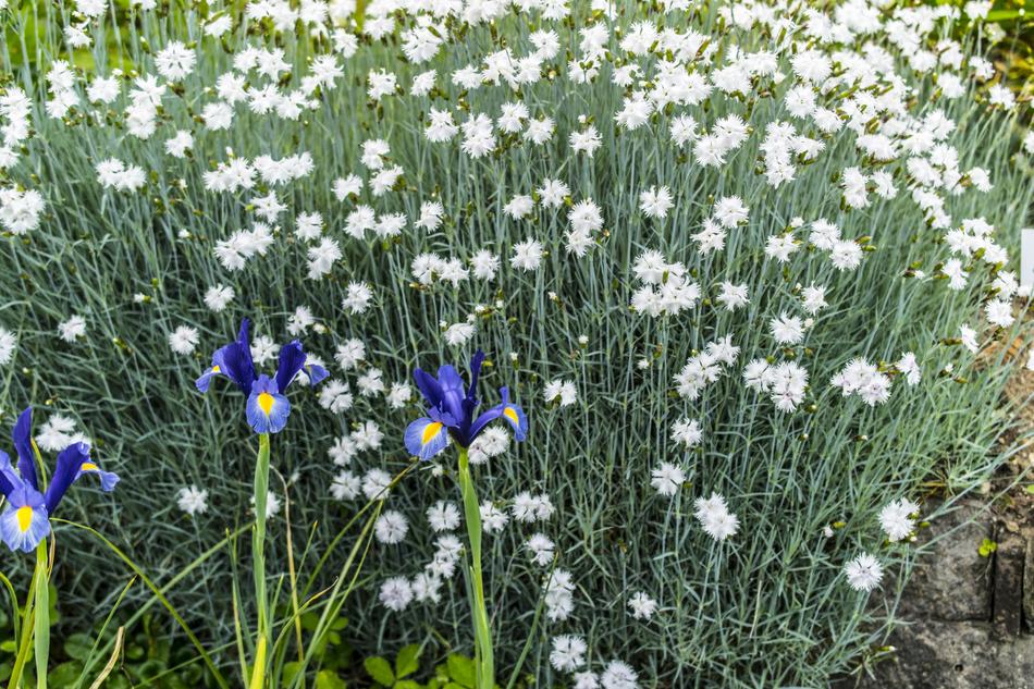 Flowers Plant Nature