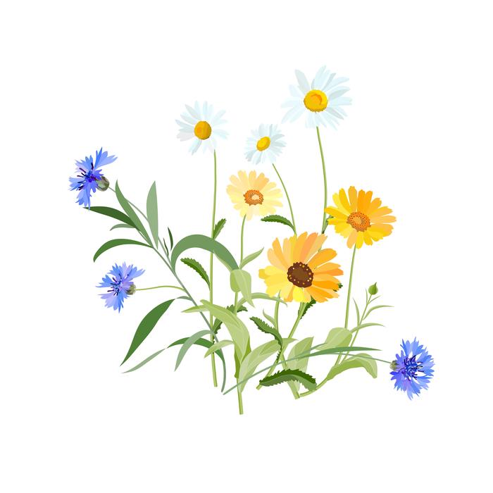 flowers flowers of the field field