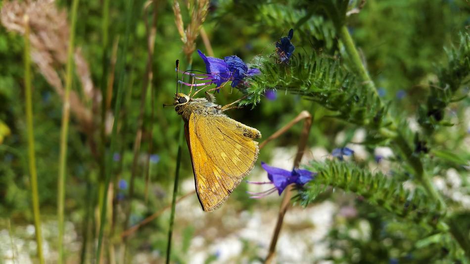Butterfly on Grasses in nature