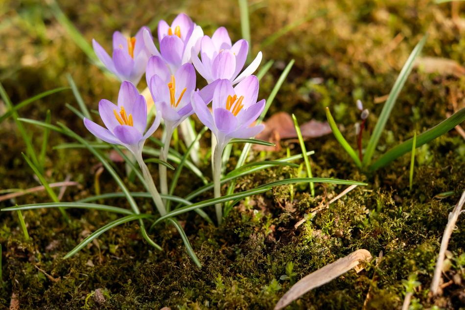 Herbstzeitlose Flower Blossom