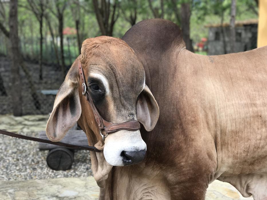 Dominican Ox