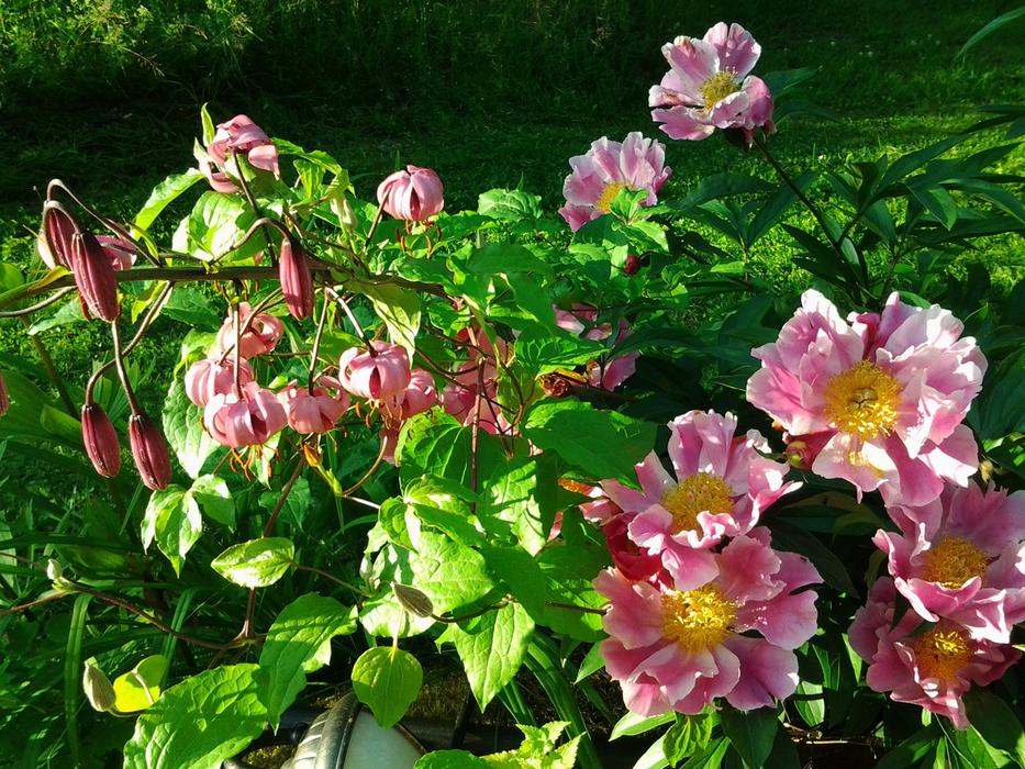 Flower Lily