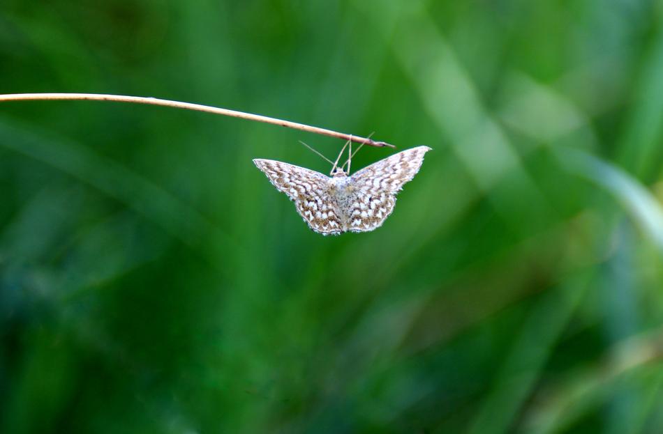 white butterfly on a branch of grass