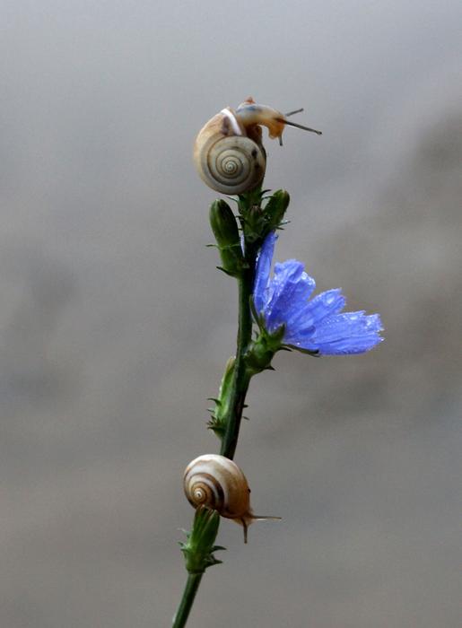 Snails Flower Blue