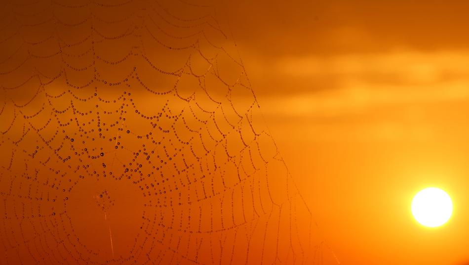 Spider Web Dew Sunrise