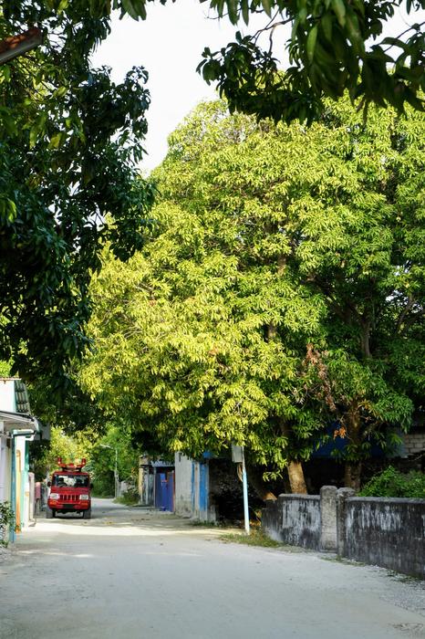 Road Maldives Addu Atoll