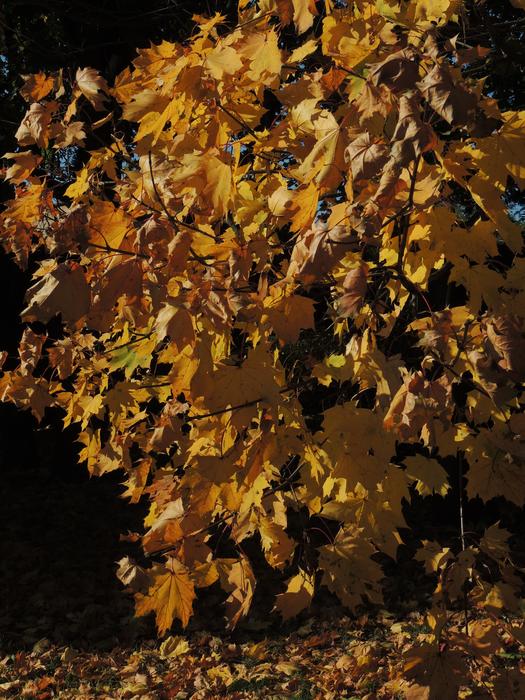 yellow leaves on a tree in the garden
