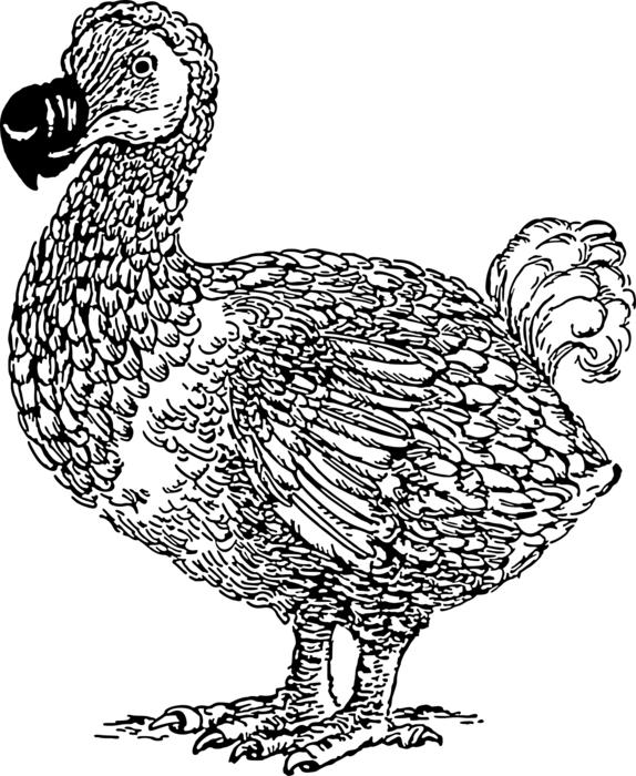 animal bird dodo extinct