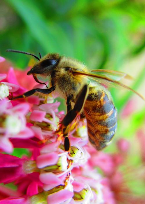 Honey Bee