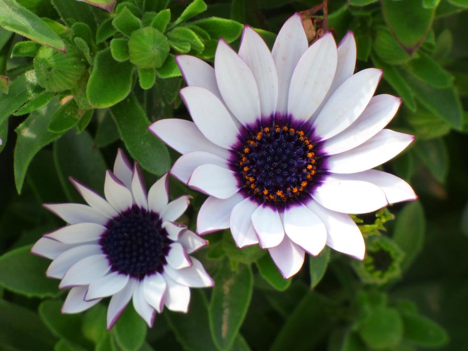 Flowers Daisy Beauty