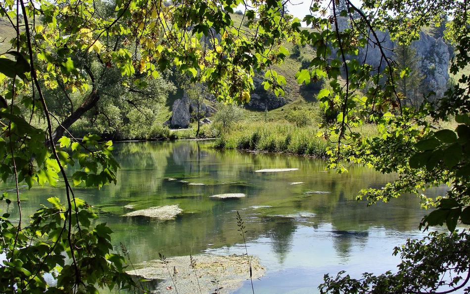 beautiful river near the trees