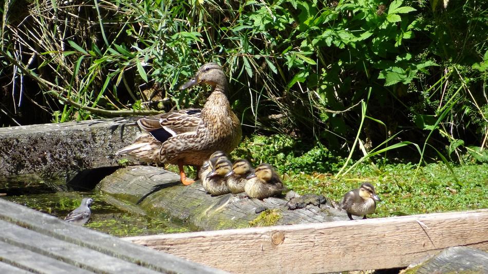 Wild Ducks Duck Family Chicken