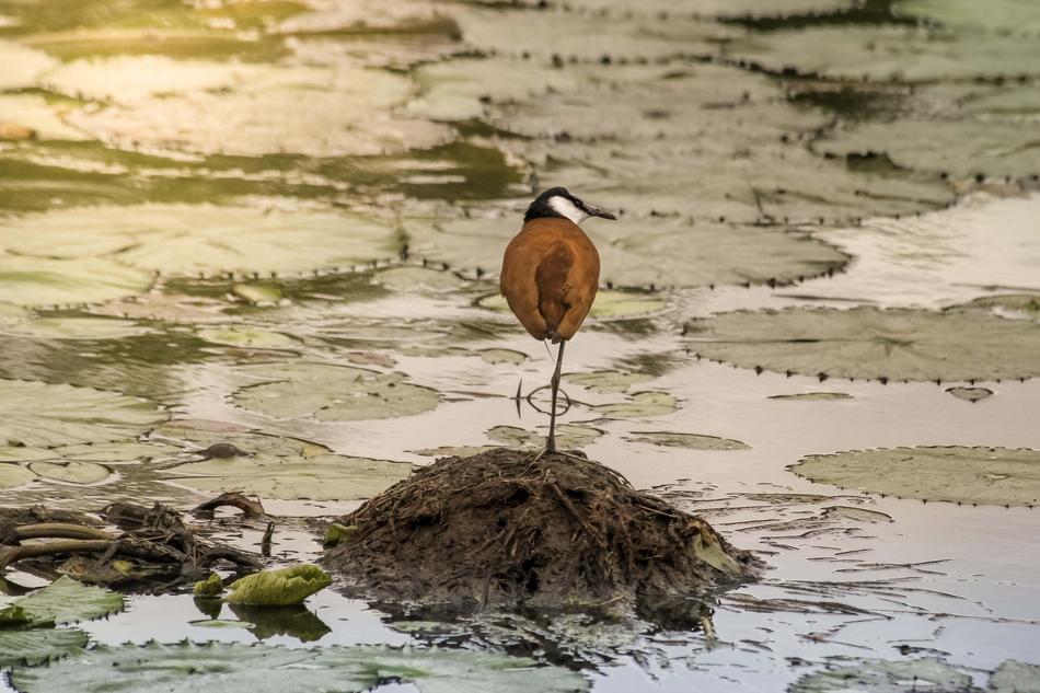 goodly Birdlife Kruger