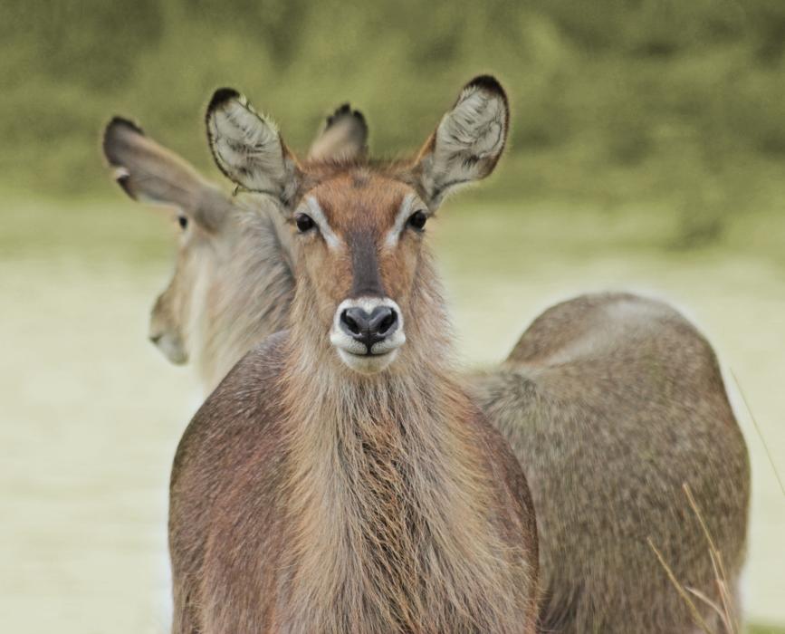 Waterbuck Kruger Wildlife
