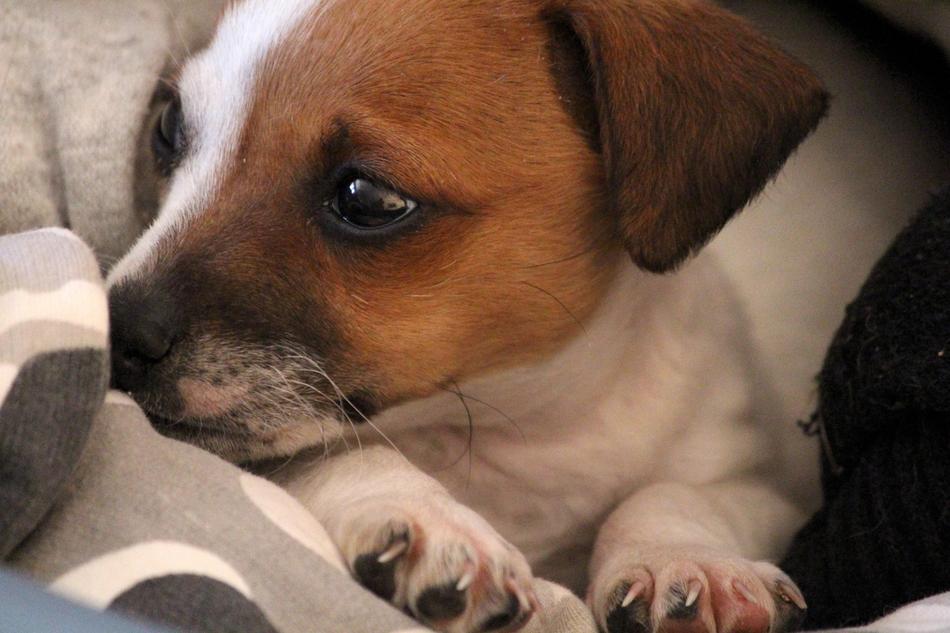 cute sleeping puppy