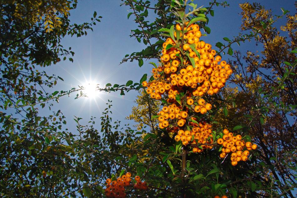 Autumn Crop Berry Yellow