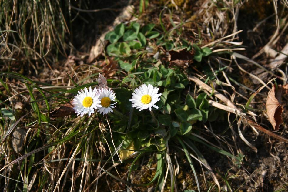 Spring Daisy Harbinger Of