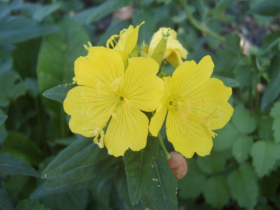 Evening Primrose Yellow Flower