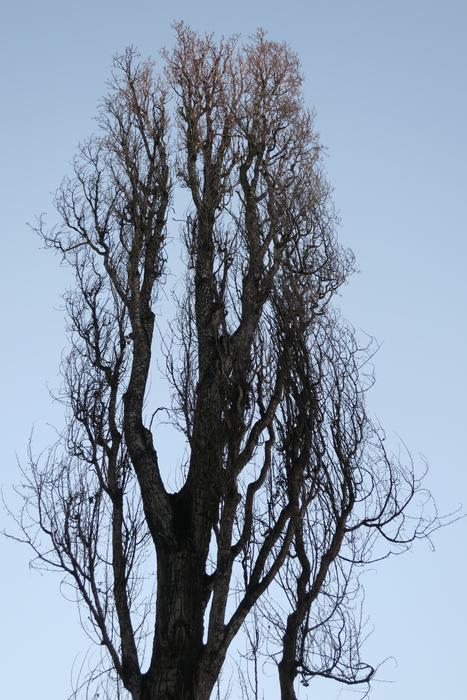 Poplar Tree Branches Sky