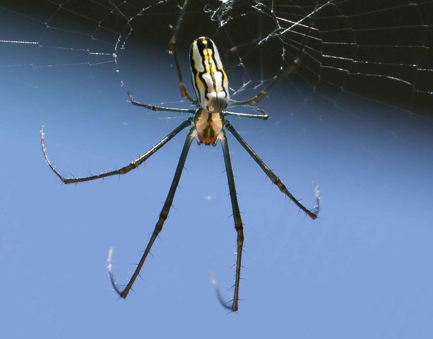 Spider Banana