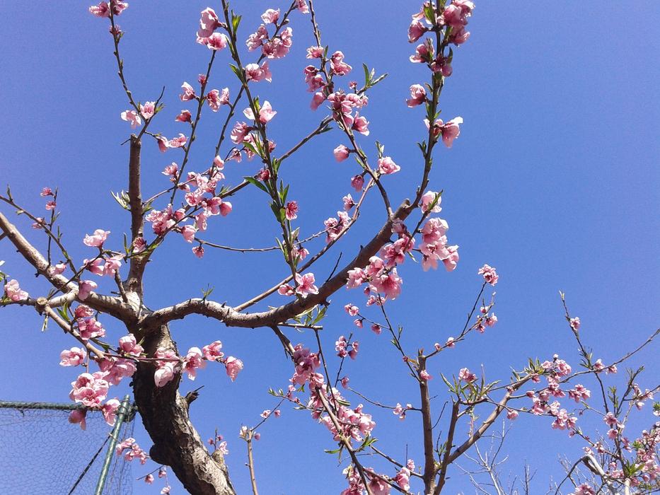 Peach Flowers Tree