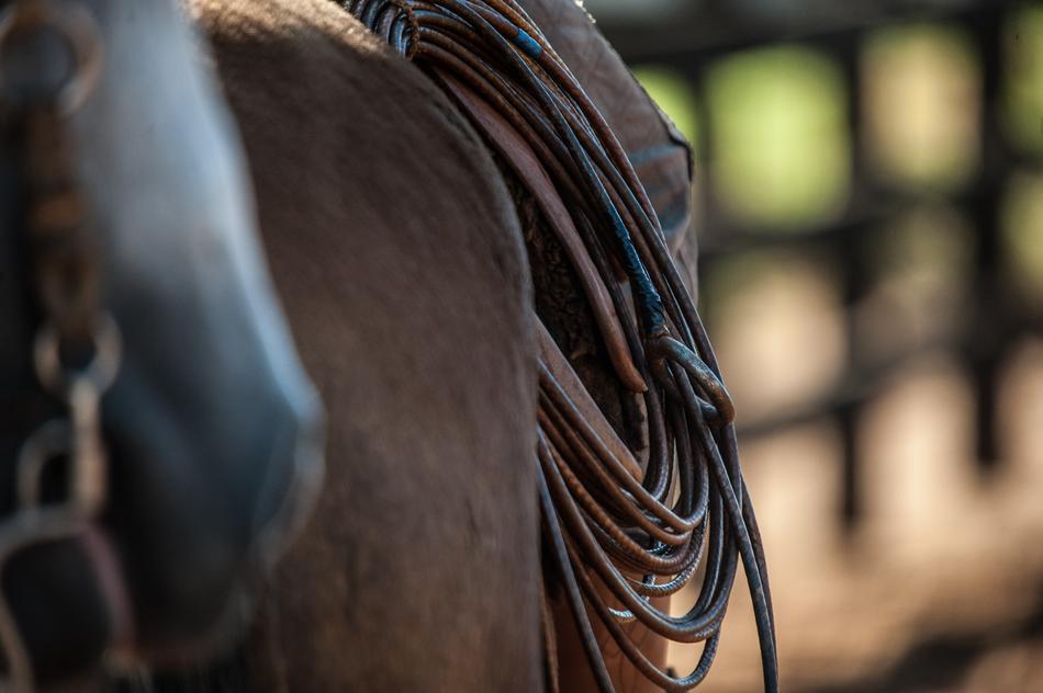 Horse Farm Field