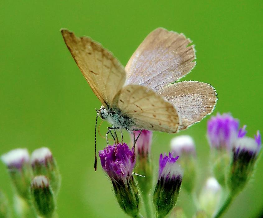 perfect Butterfly Animal