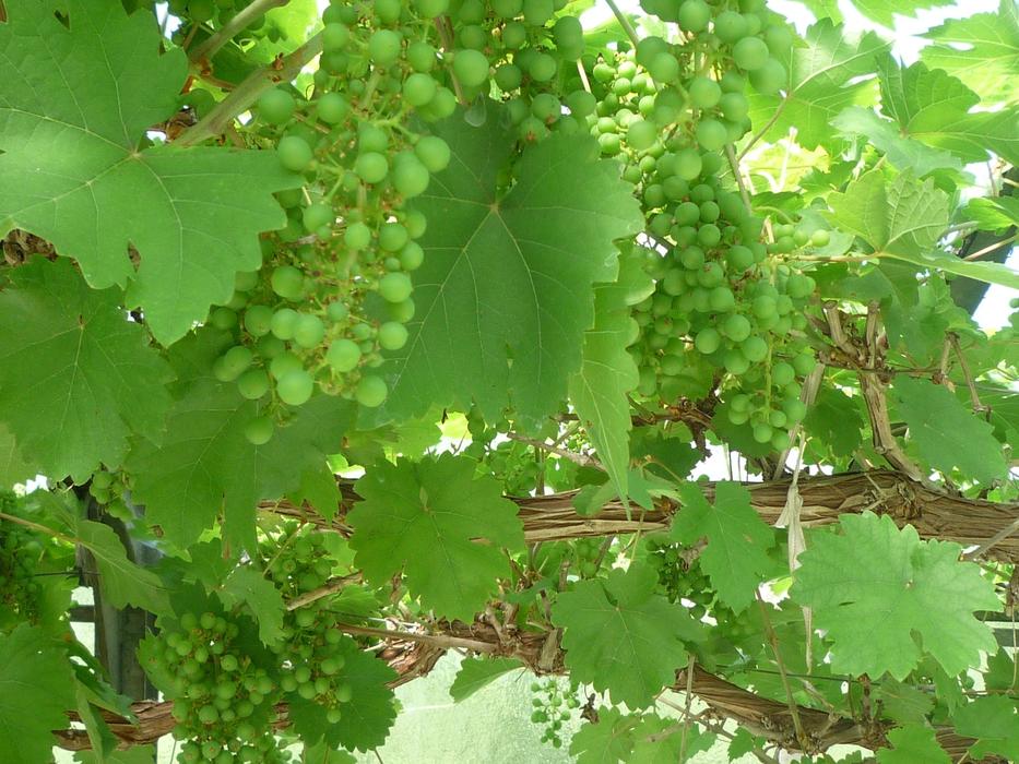 Mediterranean Grapes